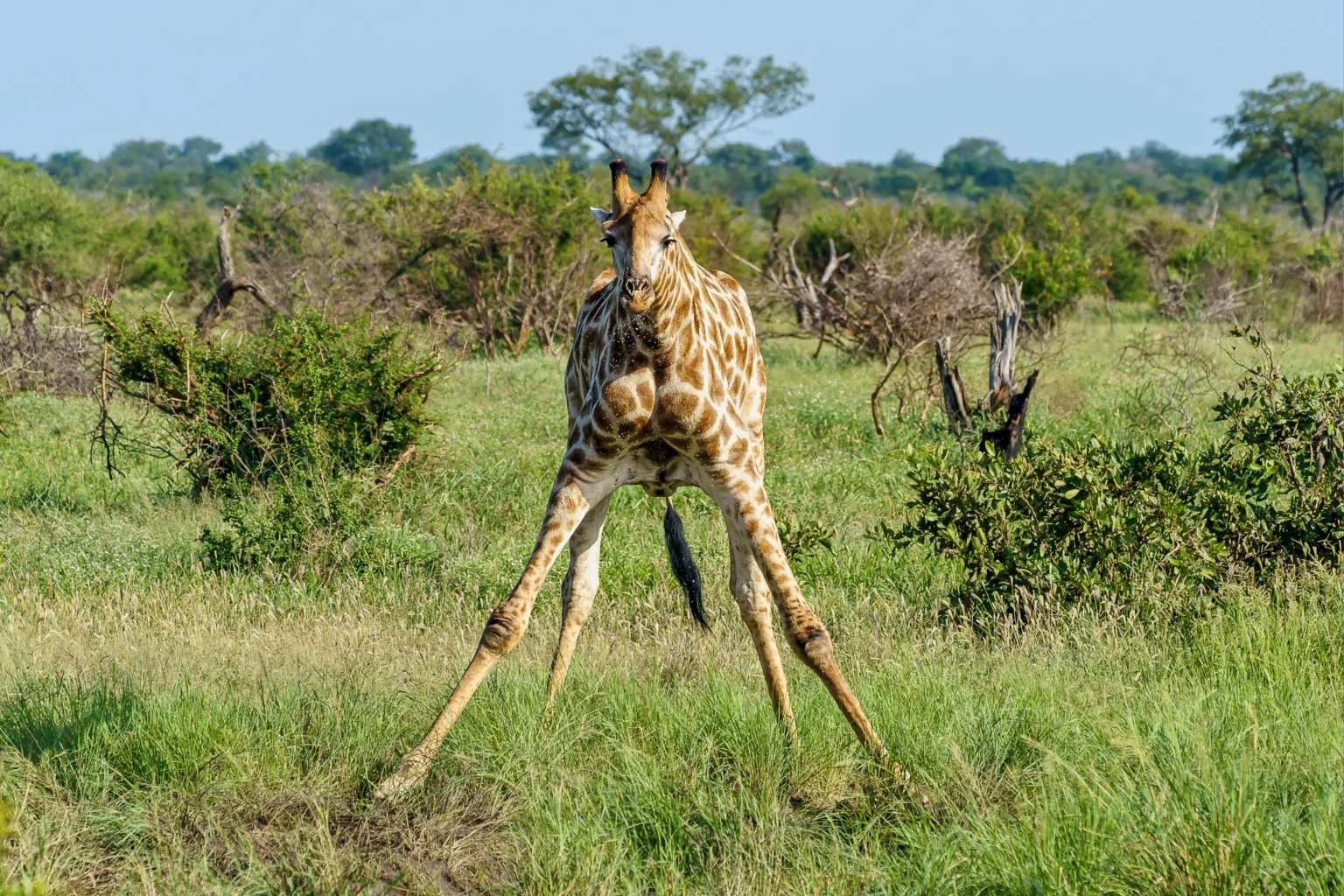 beautiful shot giraffe spreading its front legs green grass ground daytime scaled
