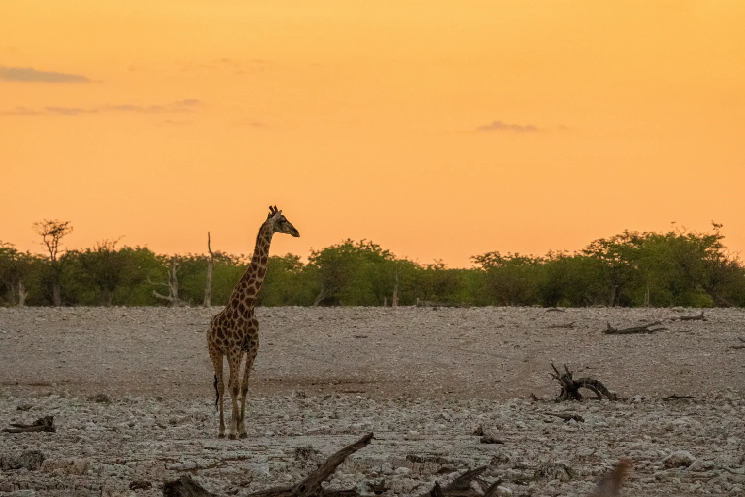 giraffe eating tiny green acacia leaves okaukuejo etosha national park namibia 1 scaled