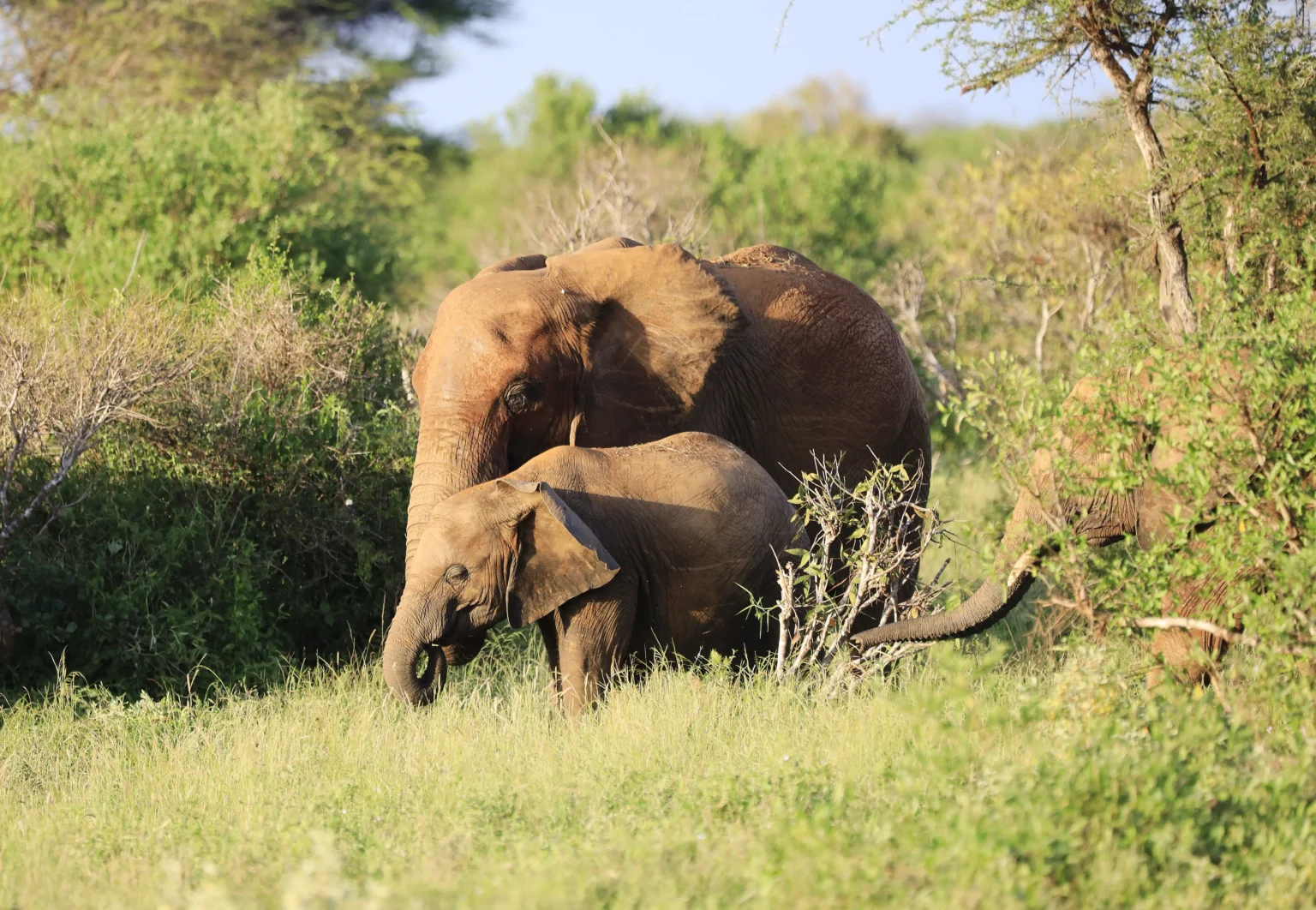 group elephants tsavo east national park kenya africa scaled