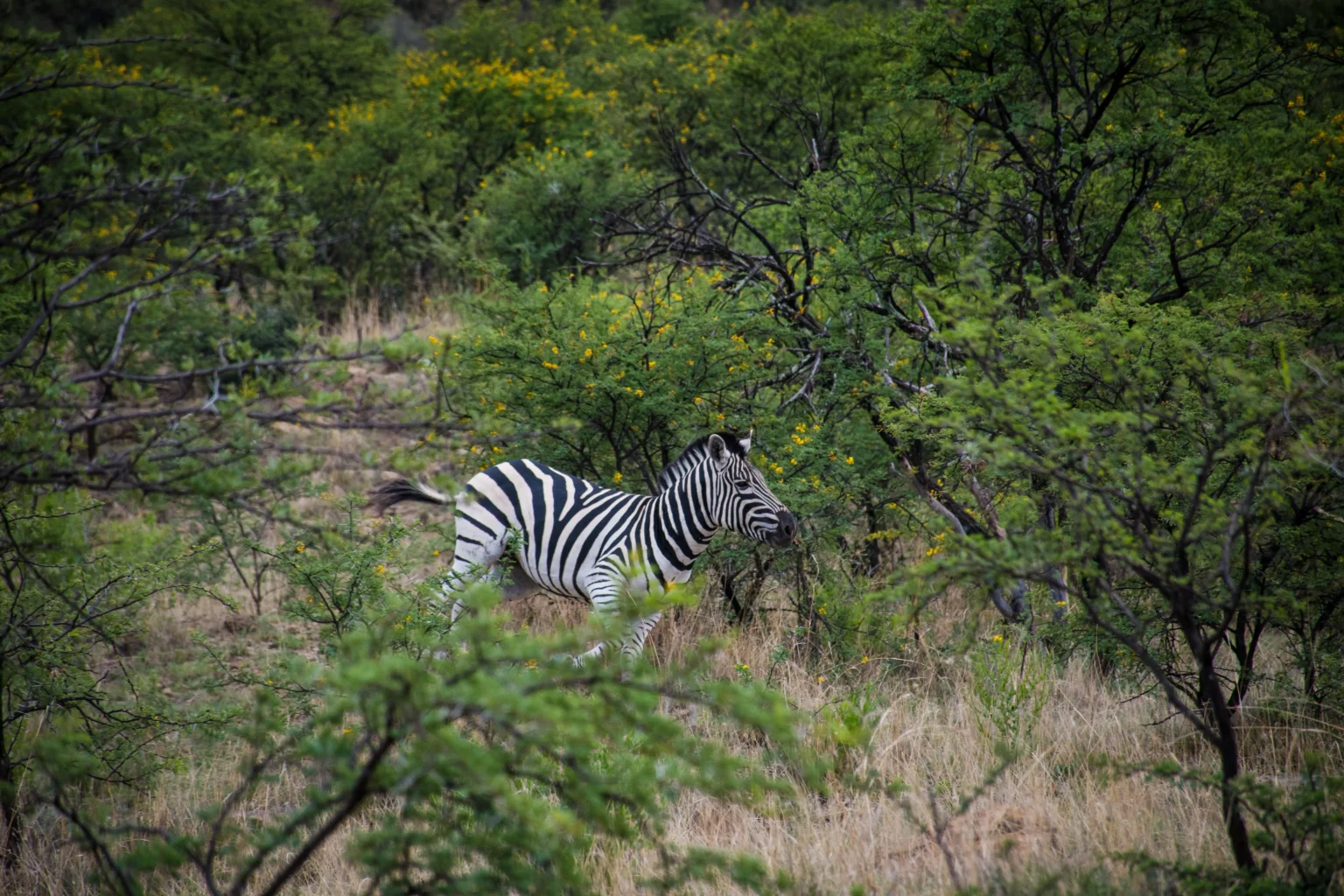 lonely zebra running near green trees forest daytime scaled