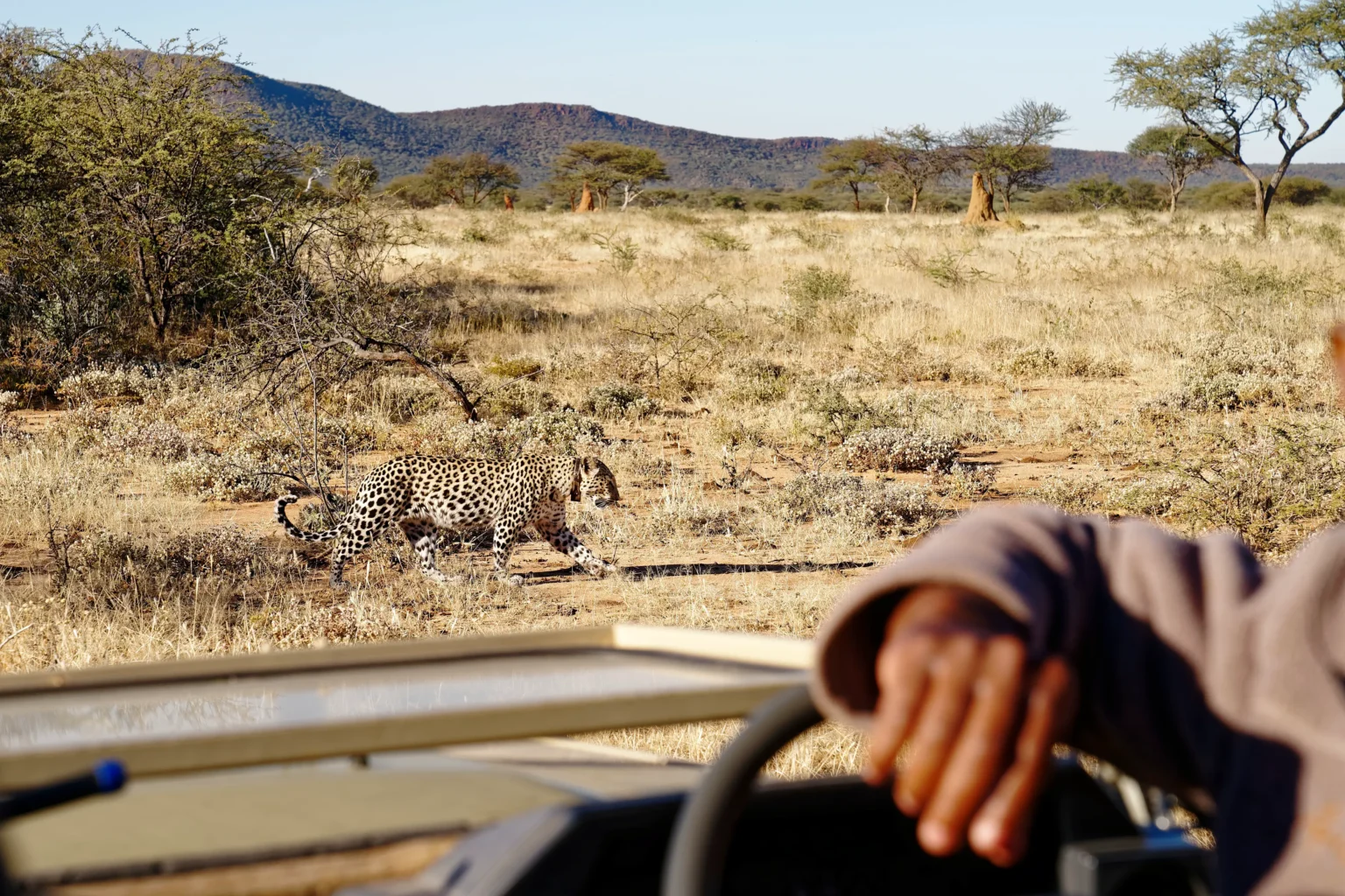 midsection horse scaled